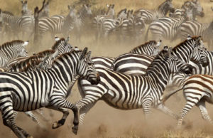 Zebras running new leadership research
