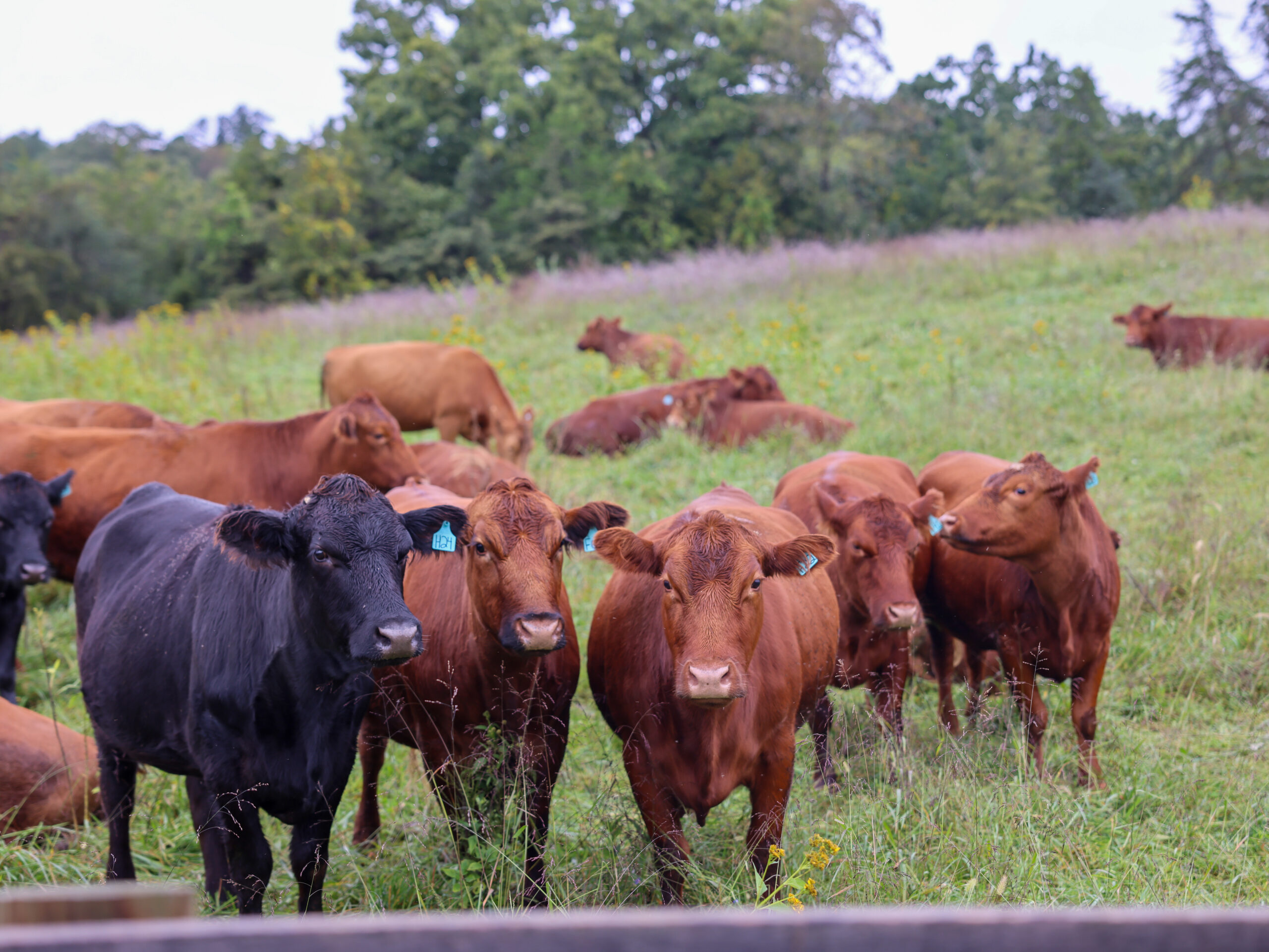 A small herd of cattle in an open pasture with a tree line in the background.